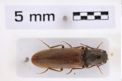 Foto (Dorsalansicht) von Athous (Haplathous) circumductus (Ménétriés, 1832) (NHMW-ZOO-COL-0007805)